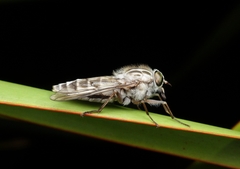 Ectenopsis