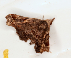 Esthlodora variabilis