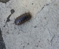 Armadillidium vulgare