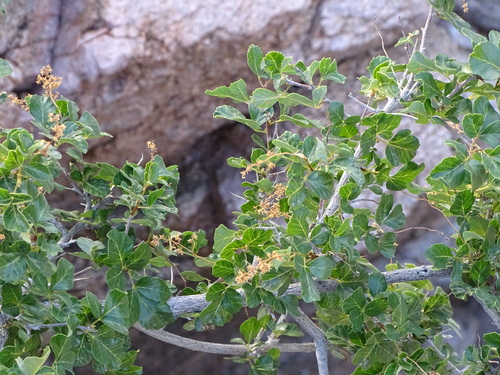 Image of Searsia populifolia by (c) Shaun Swanepoel, some rights reserved (CC BY)