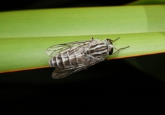Ectenopsis