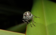 Ectenopsis