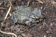 Bufotes cypriensis