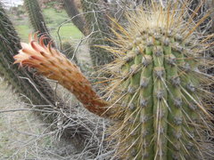 Weberbauerocereus weberbaueri