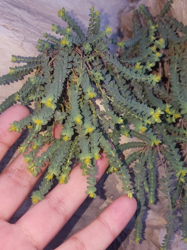 Euphorbia longecornuta