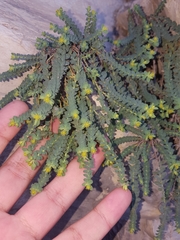 Euphorbia longecornuta