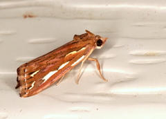Meyrickella torquesauria