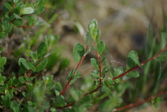Salix repens repens