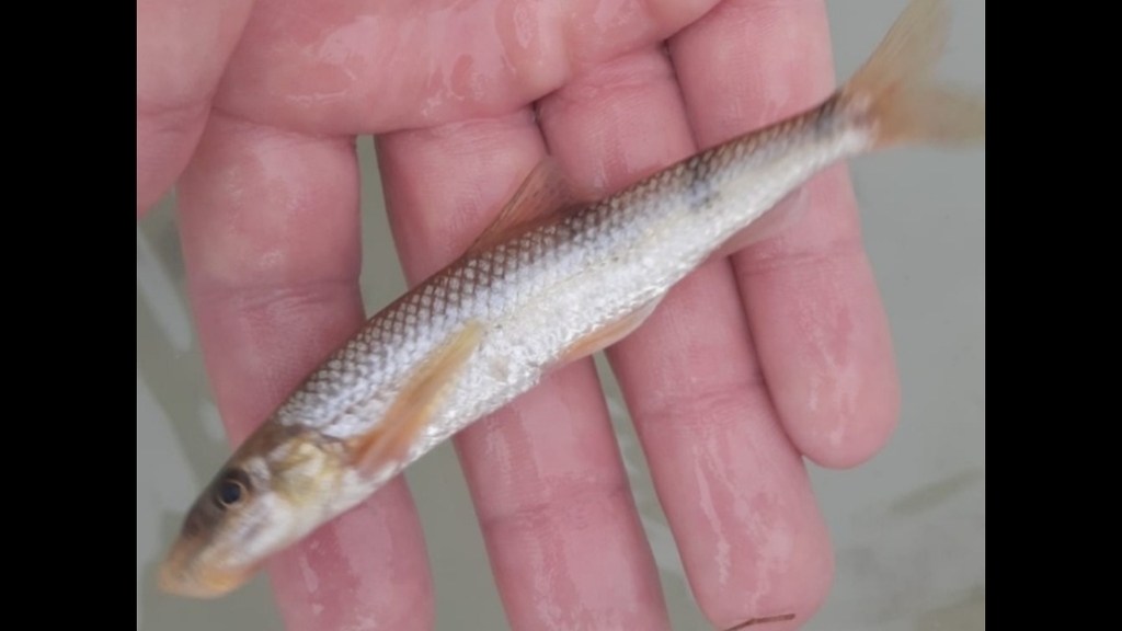 Stone Gudgeon