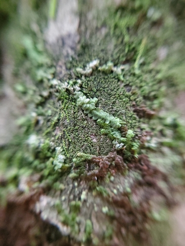 Image of Microlejeunea ulicina by (c) Will Kuhn, some rights reserved (CC BY)