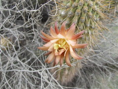 Weberbauerocereus weberbaueri