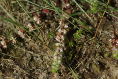 Illecebrum verticillatum