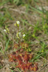 Drosera rotundifolia