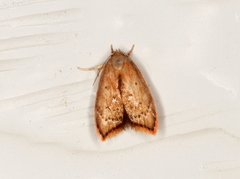 Parocystola leucospora