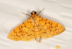 Conogethes