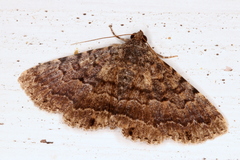 Diatenes aglossoides