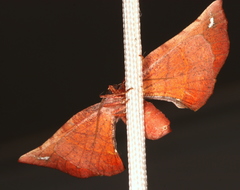 Parepisparis multicolora