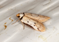 Philobota thiocrossa