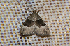 Pseudocoremia pergrata