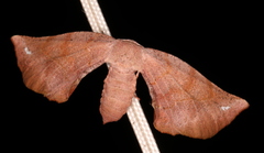 Parepisparis multicolora