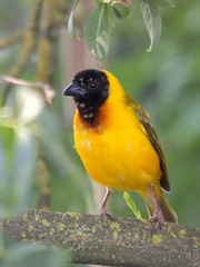 Black-Headed Weaver photo 3