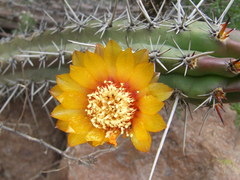 Corryocactus aureus