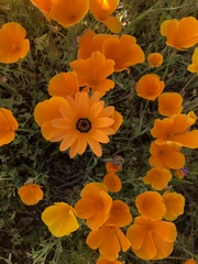 Dimorphotheca sinuata