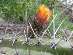 Corryocactus aureus