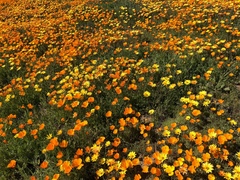 Dimorphotheca sinuata