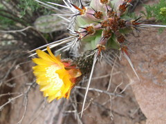 Corryocactus aureus