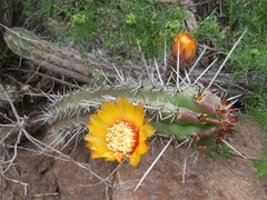 Corryocactus aureus