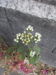 Ageratina petiolaris