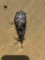 Pelagic Porcupinefish photo 2