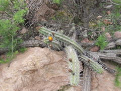 Corryocactus aureus