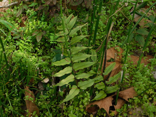 Cyrtomium fortunei iNat (2)