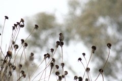 Haemorhous mexicanus