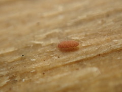 Eurypauropus