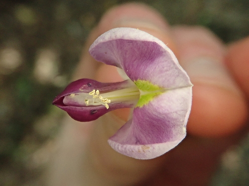 Austrocallerya australis observed 2023-09-16