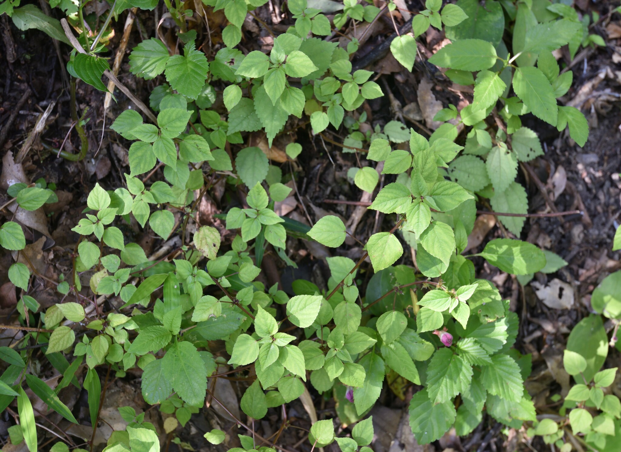 Acalypha brachystachya Hornem. 4