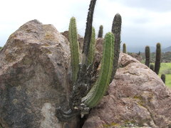 Corryocactus brevistylus