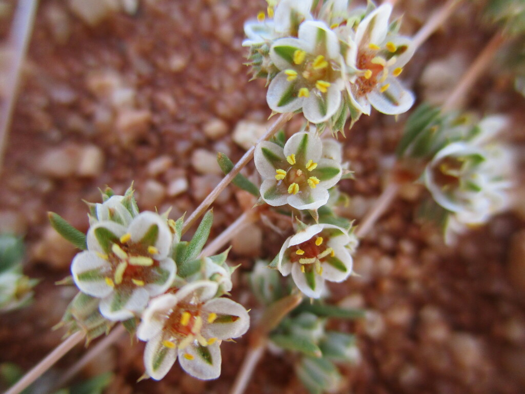 Suessenguthiella