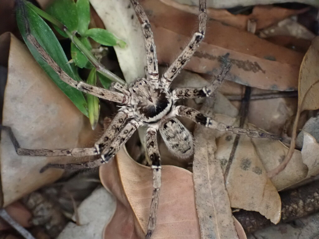 Jungle Huntsman Spider from Sunshine Coast QLD, Australia on September ...