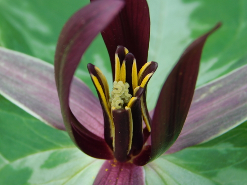 Mississippi River wakerobin