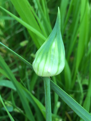 Allium canadense