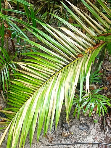 Image of Calamus moti by (c) Oscar Dove, some rights reserved (CC BY)