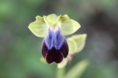Ophrys fusca iricolor