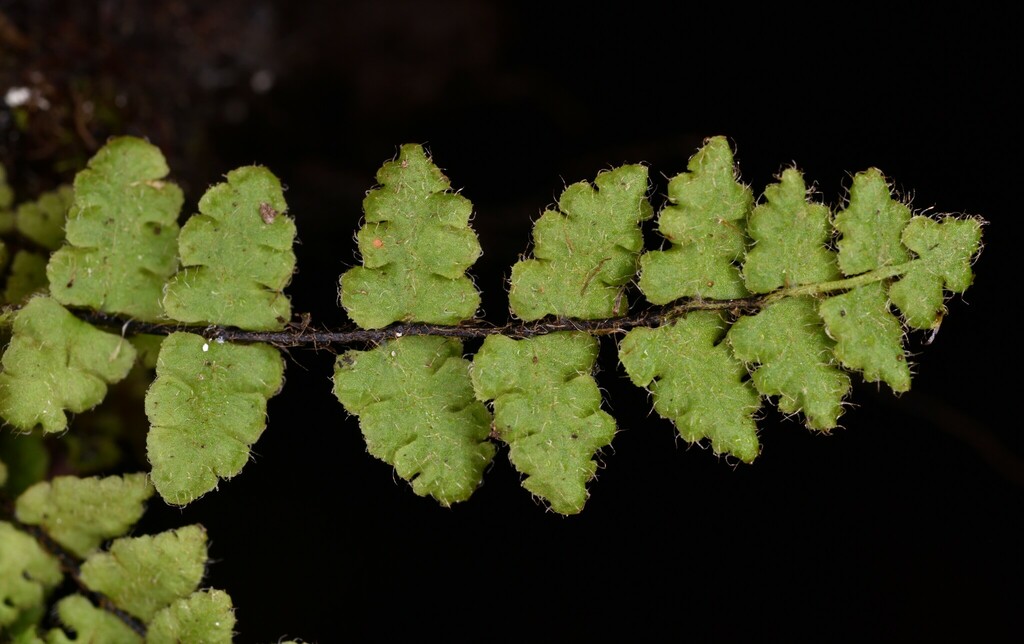 Woodsia okamotoi