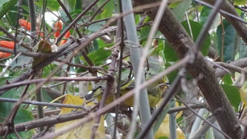 Pale White-eye (Zosterops flavilateralis), photo 7