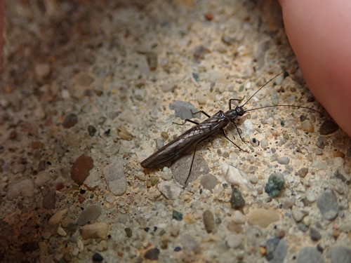 Taeniopterygidae