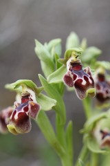 Ophrys umbilicata flavomarginata